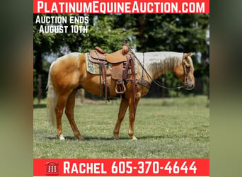 American Quarter Horse, Gelding, 6 years, 14.3 hh, Palomino