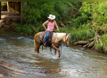 American Quarter Horse, Gelding, 6 years, 14.3 hh, Palomino