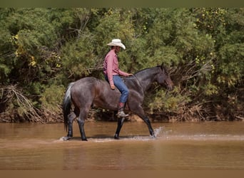 American Quarter Horse, Gelding, 6 years, 14.3 hh, Roan-Bay