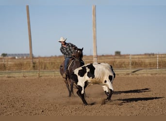 American Quarter Horse, Gelding, 6 years, 14.3 hh, Roan-Bay