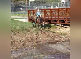 American Quarter Horse, Gelding, 6 years, 14,3 hh, Roan-Bay