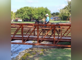 American Quarter Horse, Gelding, 6 years, 14,3 hh, Roan-Bay