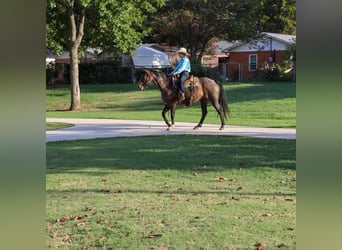 American Quarter Horse, Gelding, 6 years, 14,3 hh, Roan-Bay