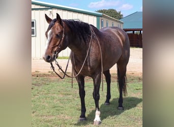 American Quarter Horse, Gelding, 6 years, 14,3 hh, Roan-Bay