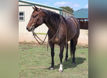 American Quarter Horse, Gelding, 6 years, 14,3 hh, Roan-Bay