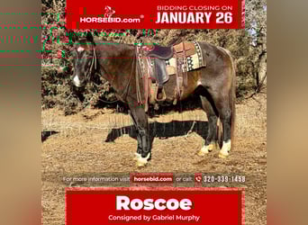 American Quarter Horse, Gelding, 6 years, 14.3 hh, Roan-Blue