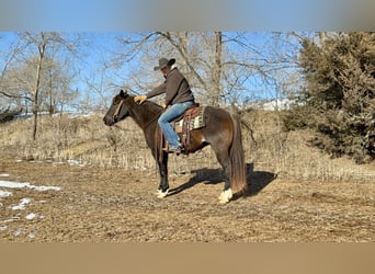 American Quarter Horse, Gelding, 6 years, 14.3 hh, Roan-Blue