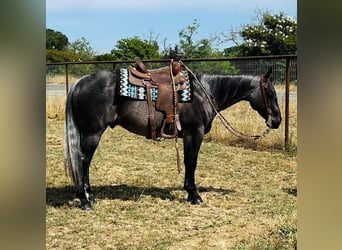 American Quarter Horse, Gelding, 6 years, 14.3 hh, Roan-Blue
