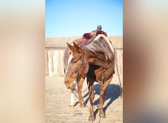 American Quarter Horse, Gelding, 6 years, 14.3 hh, Roan-Red