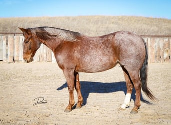 American Quarter Horse, Gelding, 6 years, 14.3 hh, Roan-Red