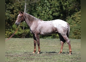 American Quarter Horse, Gelding, 6 years, 14,3 hh, Roan-Red