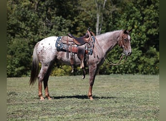 American Quarter Horse, Gelding, 6 years, 14,3 hh, Roan-Red