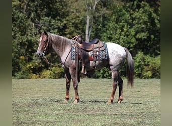 American Quarter Horse, Gelding, 6 years, 14,3 hh, Roan-Red