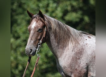 American Quarter Horse, Gelding, 6 years, 14,3 hh, Roan-Red