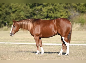 American Quarter Horse, Gelding, 6 years, 14.3 hh, Sorrel