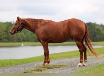 American Quarter Horse, Wallach, 6 Jahre, 14,3 hh, Rotfuchs