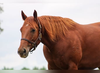 American Quarter Horse, Wallach, 6 Jahre, 14,3 hh, Rotfuchs