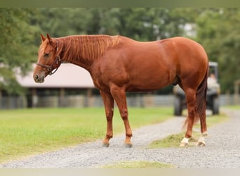 American Quarter Horse, Wallach, 6 Jahre, 14,3 hh, Rotfuchs