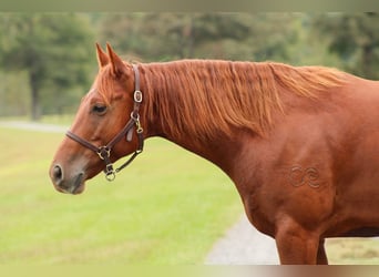 American Quarter Horse, Wallach, 6 Jahre, 14,3 hh, Rotfuchs