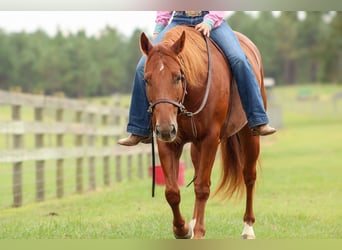 American Quarter Horse, Wallach, 6 Jahre, 14,3 hh, Rotfuchs