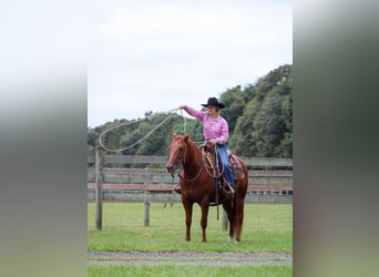 American Quarter Horse, Wallach, 6 Jahre, 14,3 hh, Rotfuchs