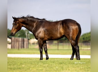 American Quarter Horse, Gelding, 6 years, 14 hh, Bay