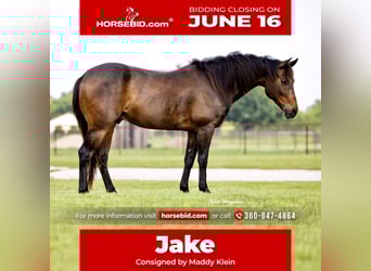 American Quarter Horse, Gelding, 6 years, 14 hh, Bay