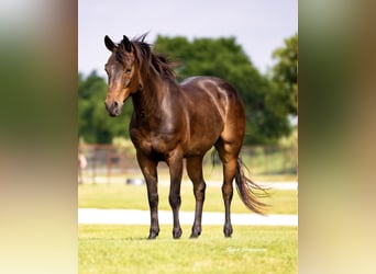 American Quarter Horse, Gelding, 6 years, 14 hh, Bay
