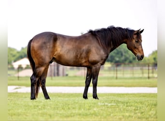 American Quarter Horse, Gelding, 6 years, 14 hh, Bay