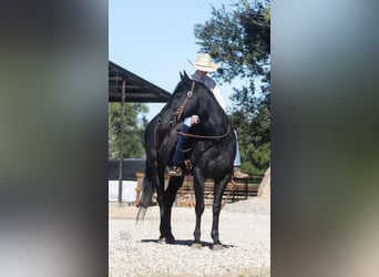 American Quarter Horse, Gelding, 6 years, 14 hh, Black