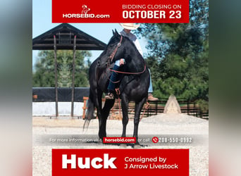 American Quarter Horse, Gelding, 6 years, 14 hh, Black