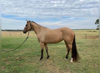 American Quarter Horse, Gelding, 6 years, 14 hh, Buckskin