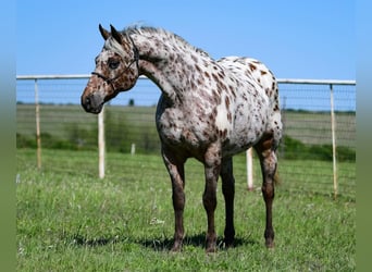 American Quarter Horse, Gelding, 6 years, 14 hh, Chestnut