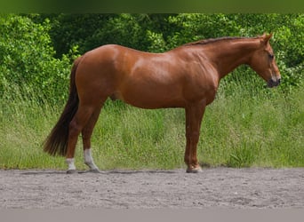 American Quarter Horse, Gelding, 6 years, 14 hh, Chestnut-Red