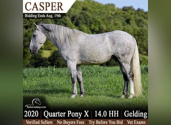 American Quarter Horse Mix, Gelding, 6 years, 14 hh, Grey-Fleabitten