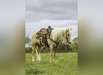 American Quarter Horse, Gelding, 6 years, 14 hh, Palomino