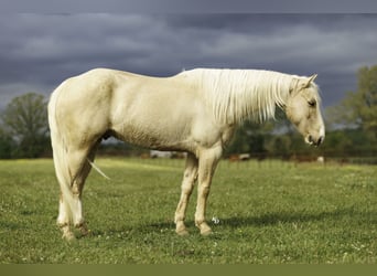 American Quarter Horse, Gelding, 6 years, 14 hh, Palomino