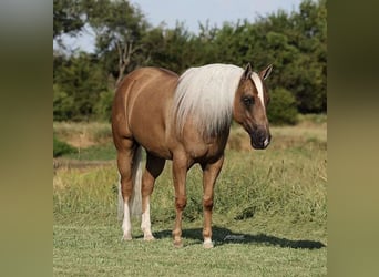 American Quarter Horse, Gelding, 6 years, 14 hh, Palomino