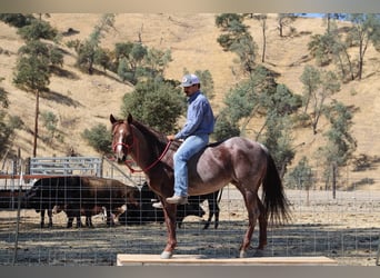 American Quarter Horse, Gelding, 6 years, 14 hh, Roan-Red