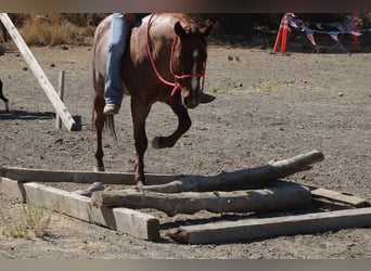 American Quarter Horse, Gelding, 6 years, 14 hh, Roan-Red