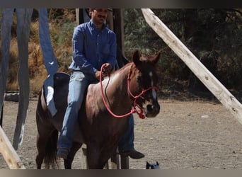 American Quarter Horse, Gelding, 6 years, 14 hh, Roan-Red