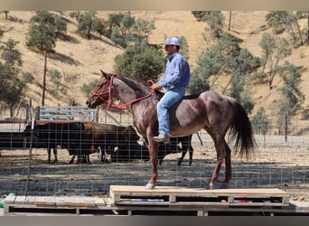 American Quarter Horse, Gelding, 6 years, 14 hh, Roan-Red