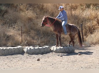 American Quarter Horse, Gelding, 6 years, 14 hh, Roan-Red