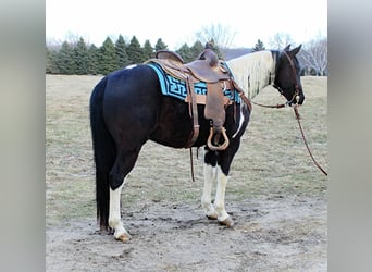 American Quarter Horse, Gelding, 6 years, 14 hh, Tobiano-all-colors