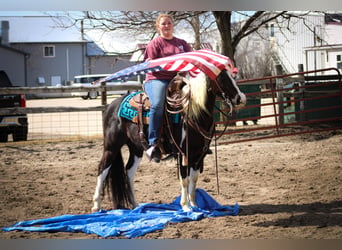 American Quarter Horse, Gelding, 6 years, 14 hh, Tobiano-all-colors