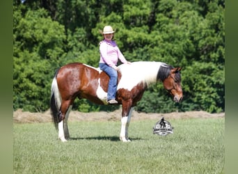 American Quarter Horse, Gelding, 6 years, 14 hh, Tobiano-all-colors