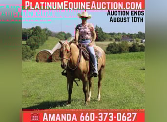 American Quarter Horse, Gelding, 6 years, 14,1 hh, Palomino