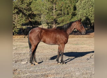 American Quarter Horse, Gelding, 6 years, 14,1 hh, Roan-Bay