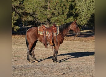 American Quarter Horse, Gelding, 6 years, 14,1 hh, Roan-Bay