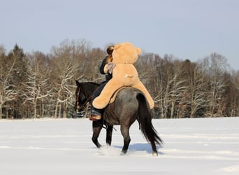 American Quarter Horse, Gelding, 6 years, 14,1 hh, Roan-Blue